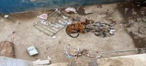 Rescatan a un Tigre de Bengala que estaba en condición de abandono