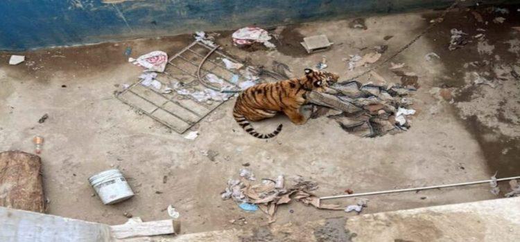 Rescatan a un Tigre de Bengala que estaba en condición de abandono