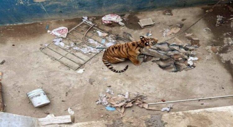 Rescatan a un Tigre de Bengala que estaba en condición de abandono