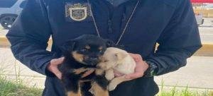 En Tijuana han rescatado a  80 cachorros de su venta ilegal
