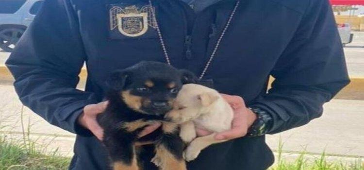 En Tijuana han rescatado a 80 cachorros de su venta ilegal
