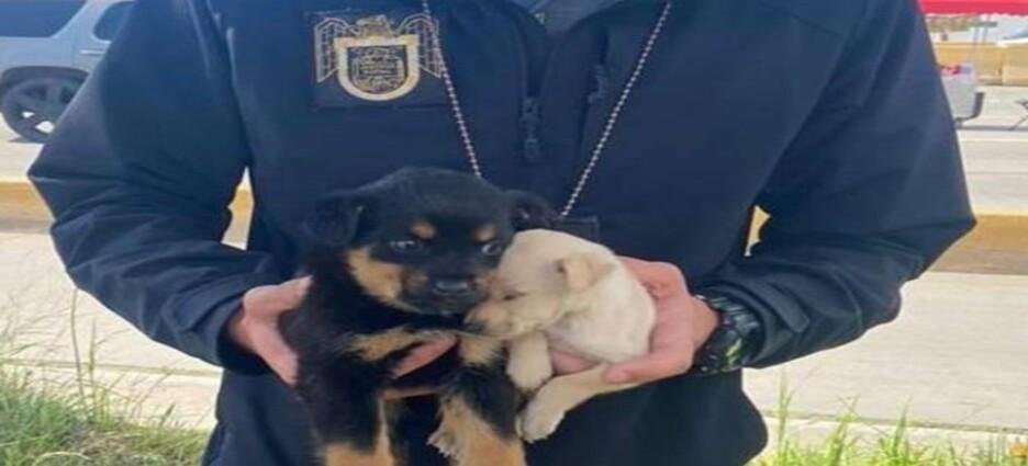 En Tijuana han rescatado a  80 cachorros de su venta ilegal