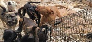 Rescatan a 78 perros de una vivienda de la colonia La Ciénega