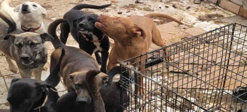 Rescatan a 78 perros de una vivienda de la colonia La Ciénega