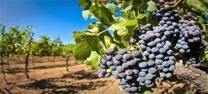 En Baja California se han cultivado 4 mil 365 hectáreas de vid