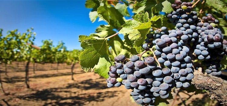 En Baja California se han cultivado 4 mil 365 hectáreas de vid