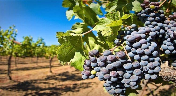 En Baja California se han cultivado 4 mil 365 hectáreas de vid