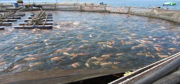 144 empresas acuícolas de Baja California están en el cuarto lugar por cultivo de especies