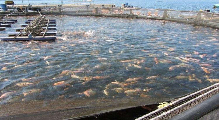 144 empresas acuícolas de Baja California están en el cuarto lugar por cultivo de especies