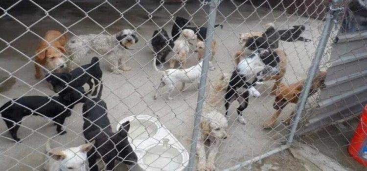 Aplican operativo para resguardar animales que sufrían maltrato