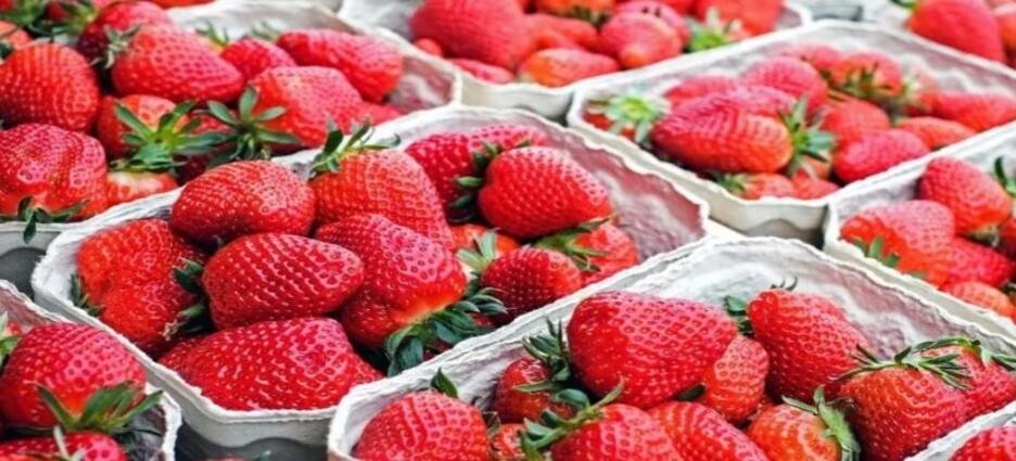 Alertan por fresas contaminadas de Baja California en Estados Unidos