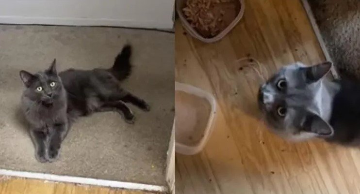¿Harto de que tu gato no te entienda?