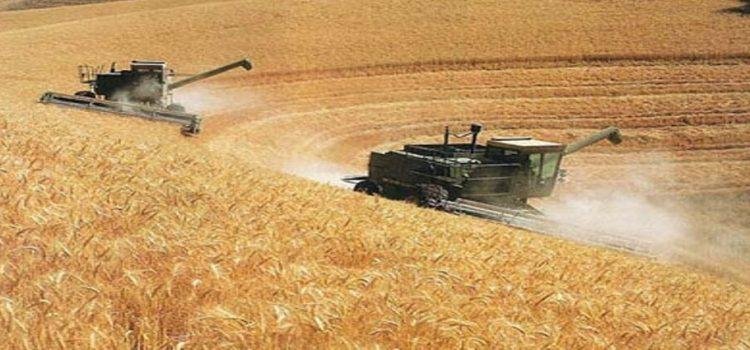 La cosecha de los cultivos de “temporal” cierra con 30 mil 730 toneladas La cosecha de los cultivos de “temporal” cierra con 30 mil 730 toneladas