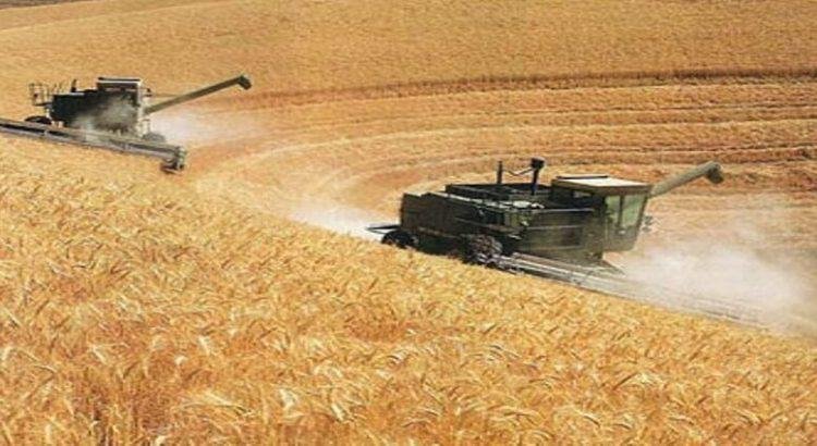 La cosecha de los cultivos de “temporal” cierra con 30 mil 730 toneladas