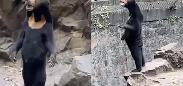 ¡Qué oso!