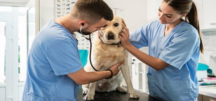 Presentan iniciativa para crear veterinarias públicas con servicios de manera gratuita en BC