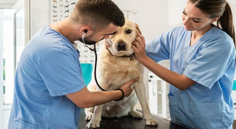 Presentan iniciativa para crear veterinarias públicas con servicios de manera gratuita en BC