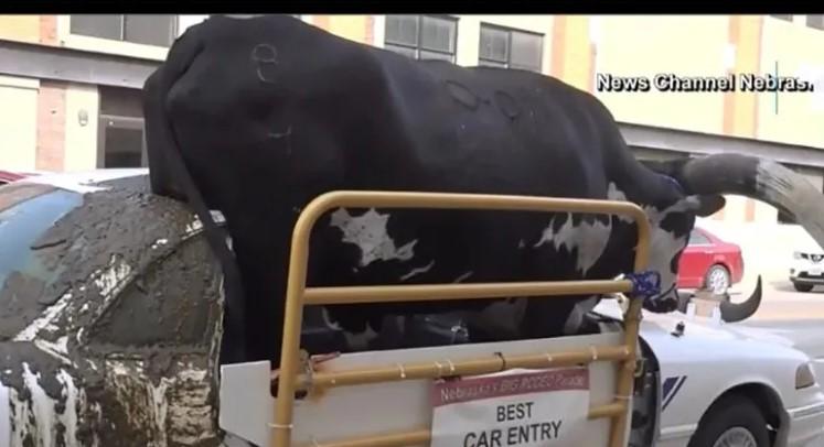 Lo infraccionaron por pasear … un toro en el auto