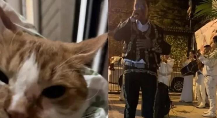 Le llevó serenata … a su gato