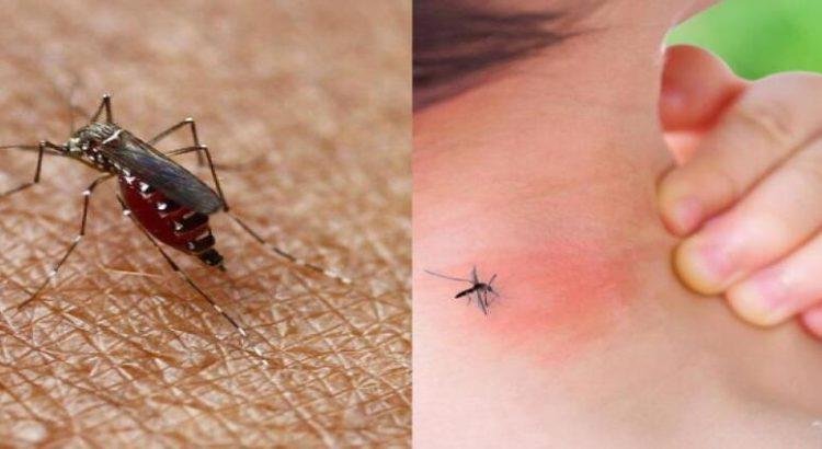 Baja California tiene 8 casos de dengue