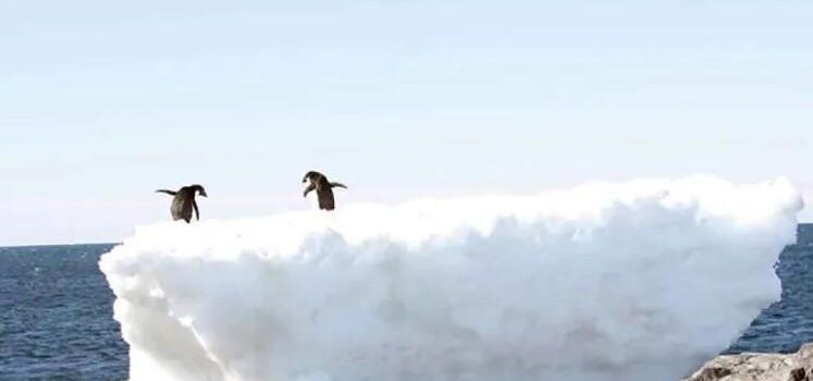 En su nivel más reducido el hielo marino de la Antártida