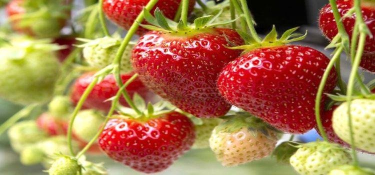 Cosechas agrícolas en zona costa de Baja California tienen un avance del 43%