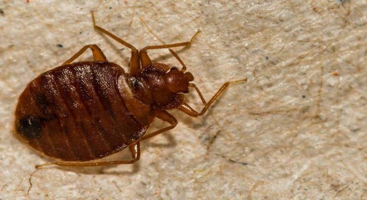 Baja California también presenta un problema de chinches