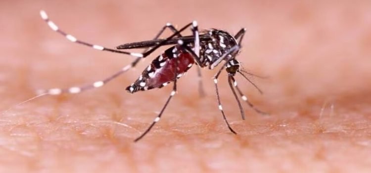 Detectan brote de dengue en Baja California