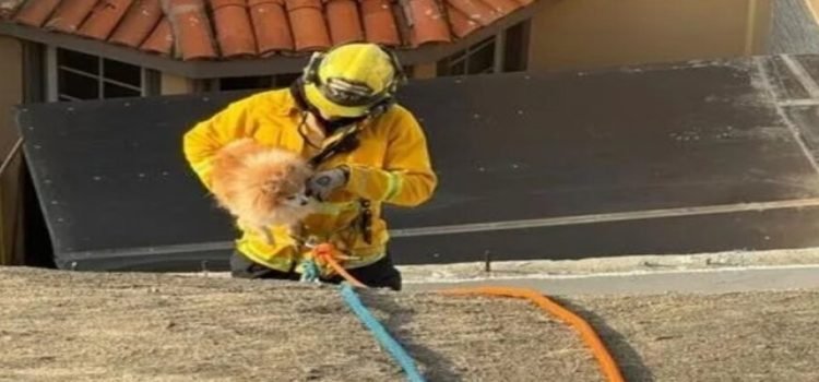 Durante el 2023 los Bomberos rescataron más de 250 animales
