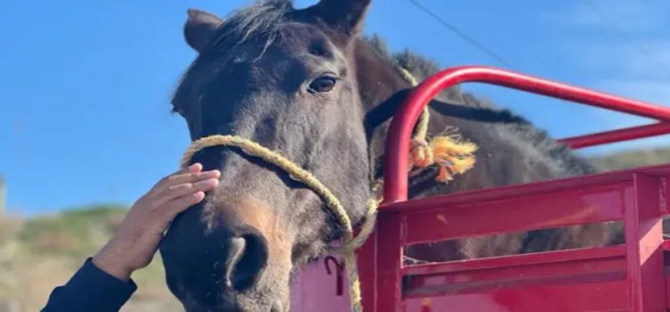 Rescatan a caballo en la colonia Villa Fontana por sufrir de maltrato animal