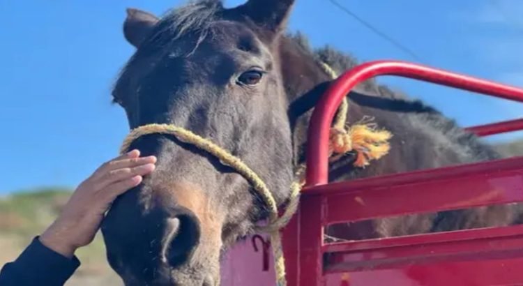 Rescatan a caballo en la colonia Villa Fontana por sufrir de maltrato animal