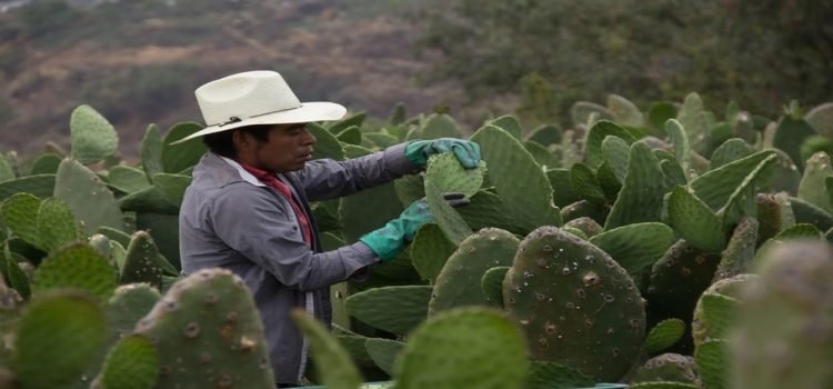 Destinarán 1 mdp para apoyo de proyectos en beneficio de comunidades Indígenas de BC