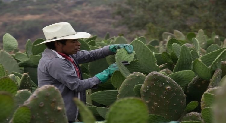 Destinarán 1 mdp para apoyo de proyectos en beneficio de comunidades Indígenas de BC