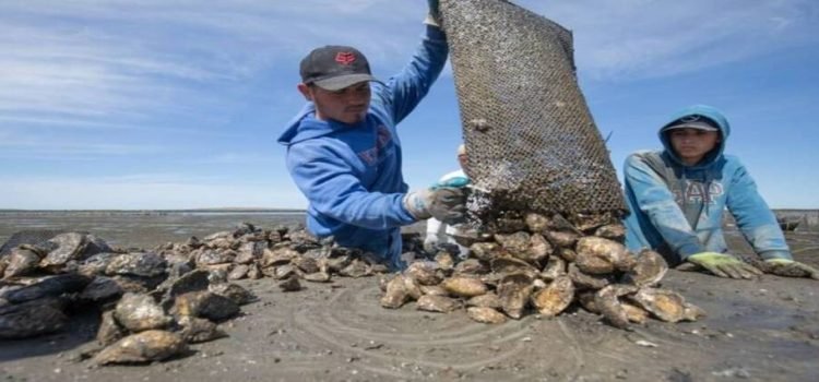 Cierran por precaución 3 áreas de cultivo de ostión en Baja California