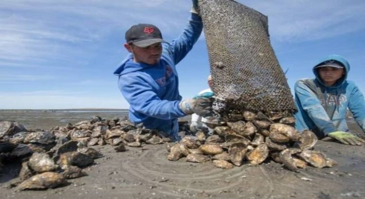 Cierran por precaución 3 áreas de cultivo de ostión en Baja California