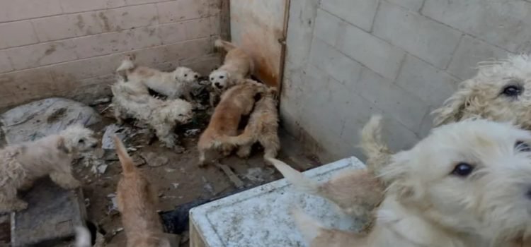 En el fraccionamiento El Dorado fueron rescatados 33 perritos que sufrían maltrato