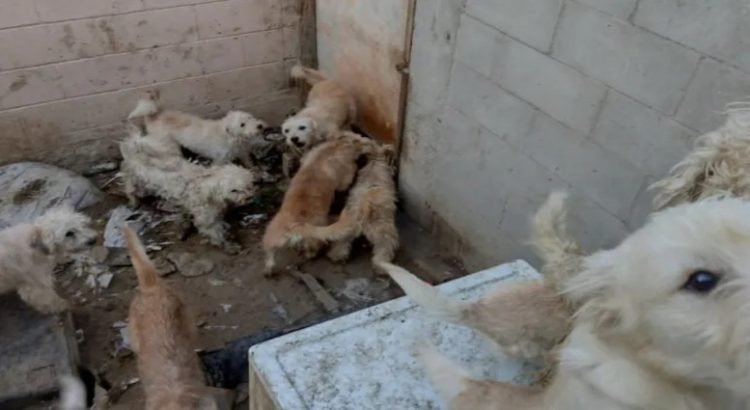 En el fraccionamiento El Dorado fueron rescatados 33 perritos que sufrían maltrato