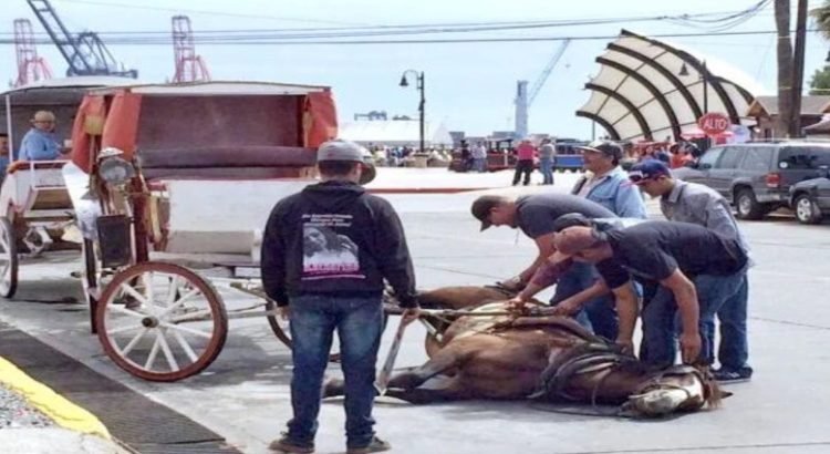 El gobierno de Baja California busca prohibir el uso de calandrias