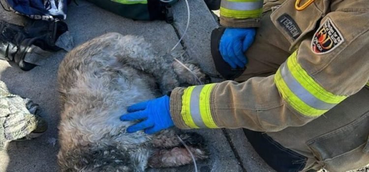 Hombre y perrito fueron rescatados de incendio en una vivienda