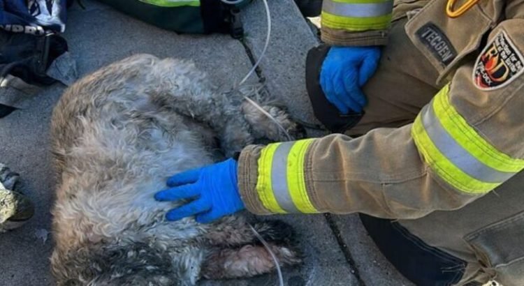 Hombre y perrito fueron rescatados de incendio en una vivienda