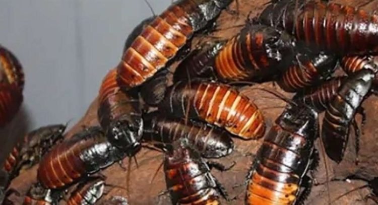 Si tu ex es una cucaracha, «bautiza» una con su nombre