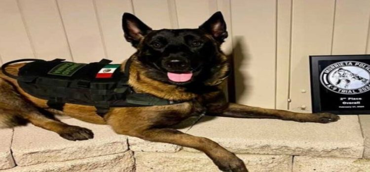 Binomio canino de Tijuana ganó en competencia internacional