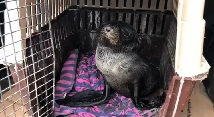 Una cría de foca fue rescatada en playas de Tijuana