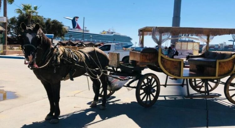 Baja California prohíbe el uso de animales para el servicio de transporte