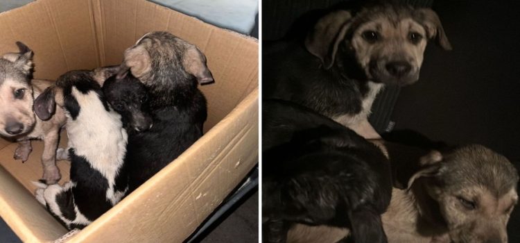 Rescatan a cuatro cachorros, víctimas de maltrato animal en Tijuana