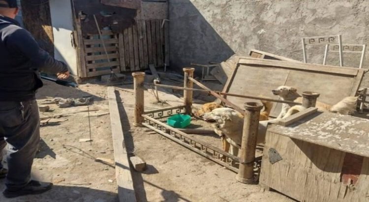Incrementan los casos de maltrato animal en Tijuana