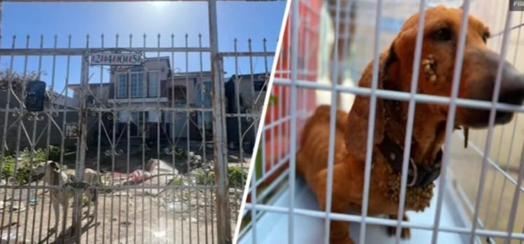 Rescatan a tres perros que sufrían maltrato animal en Tijuana