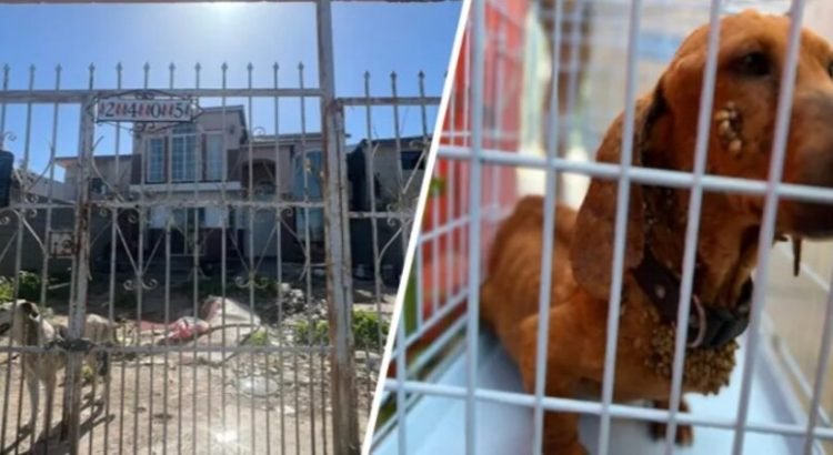 Rescatan a tres perros que sufrían maltrato animal en Tijuana