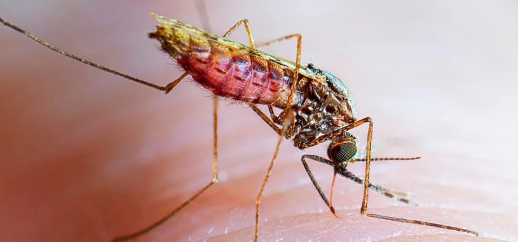 Baja California en alerta por dos casos de malaria