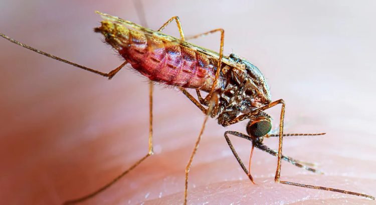 Baja California en alerta por dos casos de malaria